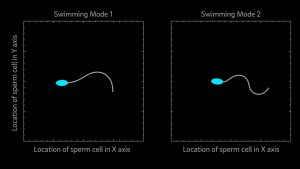 Read more about the article این مدل نشان می دهد که اسپرم پستانداران دارای دو حالت شنا است